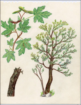 02 Apunts d'arbres 1984