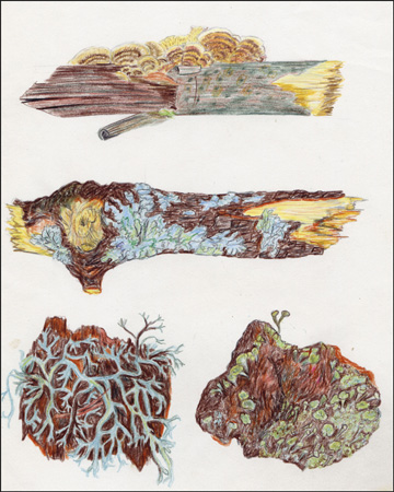 03 Molses i fongs 1984