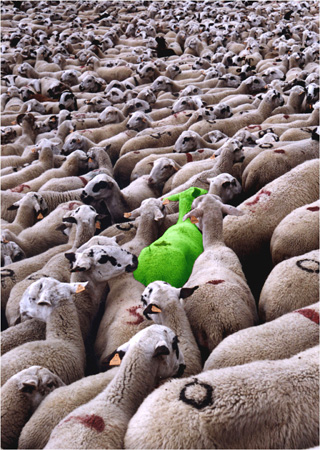 Dret a la diversitat