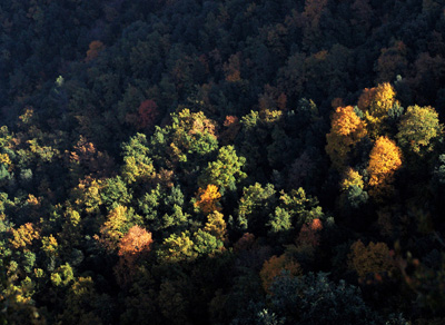 Arbreda il·luminada