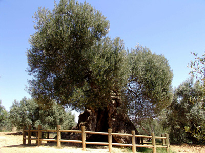 Lo Perot olivera mil·lenaria 