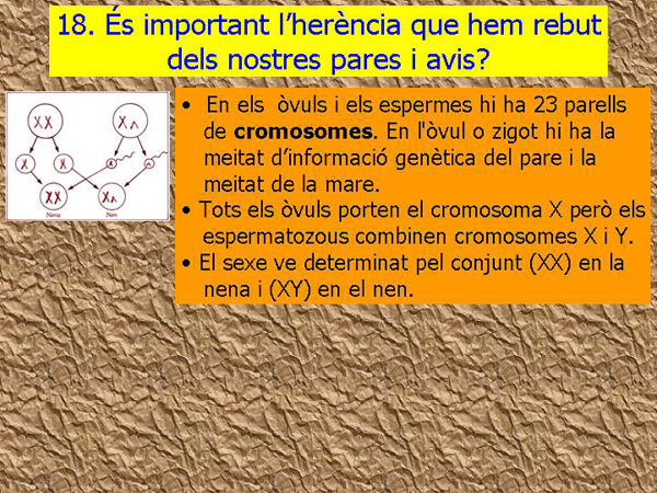 Diapositiva05