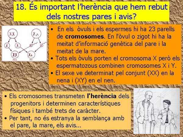 Diapositiva06