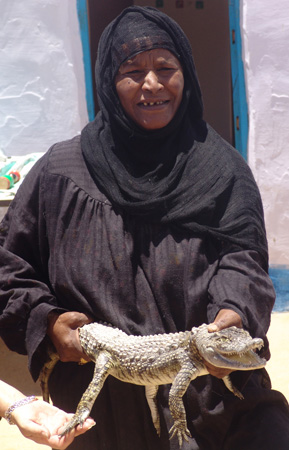 Nil 31 Parlen de l'existència de cocodrils