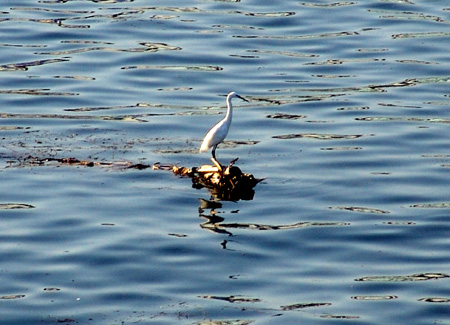 Nil 63 Viatge de gorres