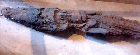 Alt Egipte 34 Kom Ombo cocodril momificat