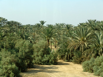 Baix Egipte 09 Bosc de palmeres a Menfis