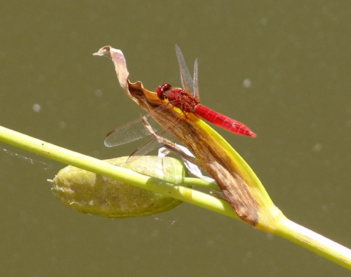 MENORCA 56 Pedrera des Hostal