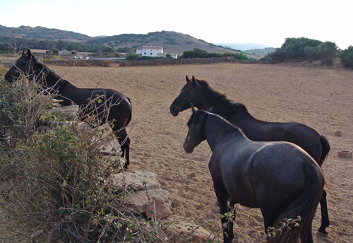 MENORCA 79 Cavalls